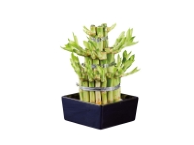 Lucky Bamboo