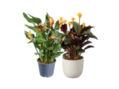 Lidl  Calathea / Calla Mix