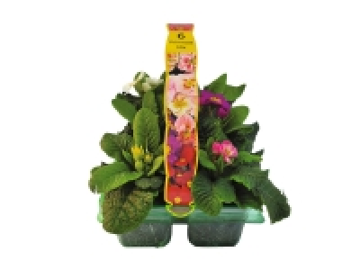 Primroses 4.49 €