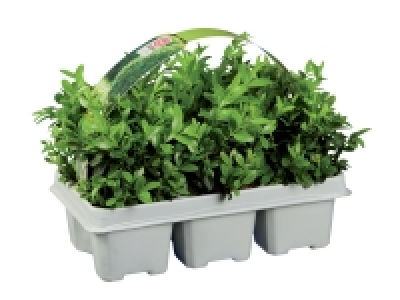 Lidl  6 Pack Buxus