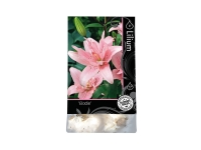 Autumn Growing Bulbs