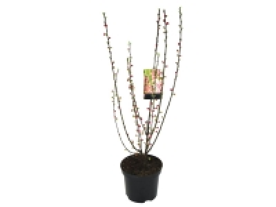 Lidl  Cherry Blossom Tree