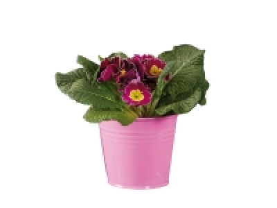 Primroses in Zinc Pots