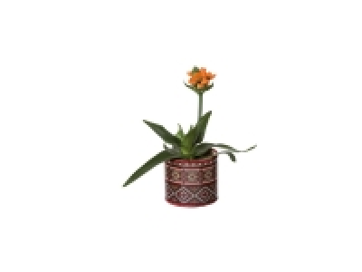 Star Flower in Ceramic Pot