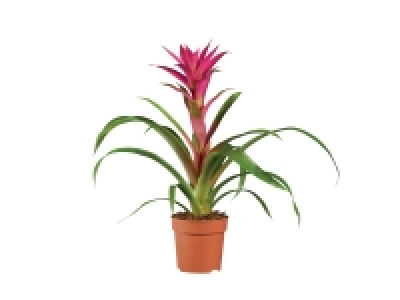 Lidl  Guzmania and Vriesea Mix