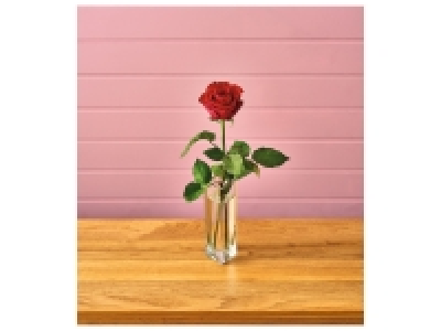 Single Rose