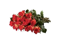 Lidl  Dozen Large Headed Roses