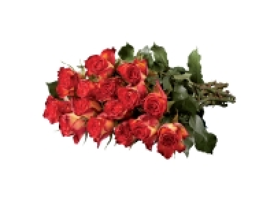 Dozen Large Headed Roses