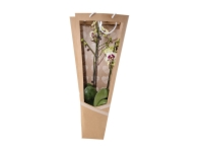 Lidl  Gift Bag Orchid