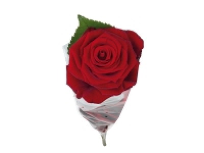 Deluxe Single Red Rose