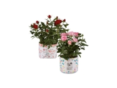 Love is Roses