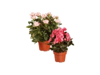 Gifting Rose / Begonia