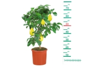 Large Citrus Tree 29.99 €