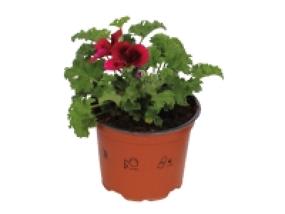 Lidl  English Geranium