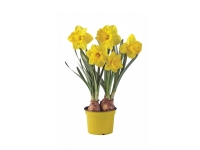 Lidl  XL Daffodils