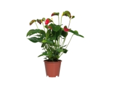 Anthurium