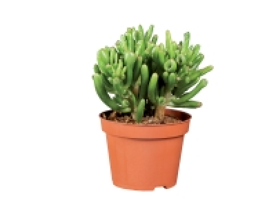 Succulent Selection