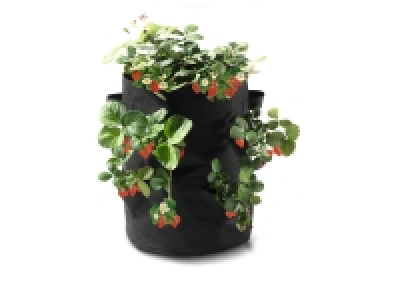 Strawberry Grow Bags