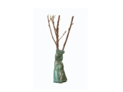 Berry Bushes 2.49 €