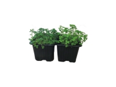 Irish Potted Shamrock