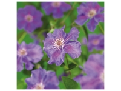 Lidl  Clematis Mix