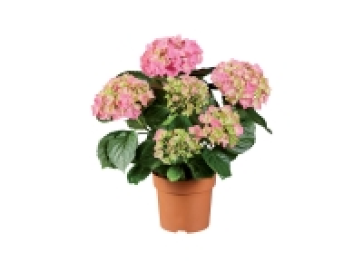 Hydrangea 7.99 €