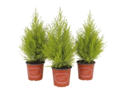 Wilma Goldcrest 4.99 €