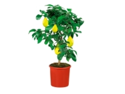 Lidl  Large Citrus Tree