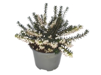 Lidl  Small Spring Flowering Heather