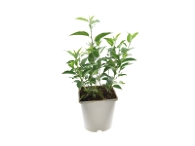 Hedging Laurel 4.99 €