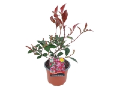 Lidl  Hedging Photinia