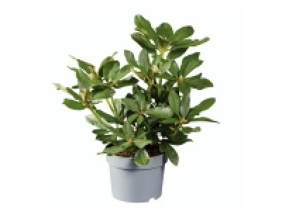 Giant Rhododendron 14.99 €