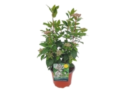 Lidl  Hedging Viburnum