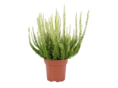 Lidl  Large Calluna Heather