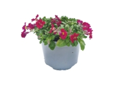 Spring Flowering Aubretia