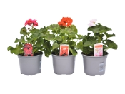 Geranium