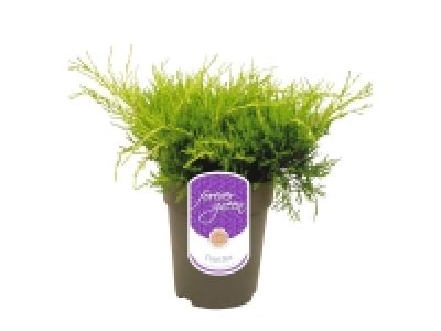 Lidl  Conifer Mix