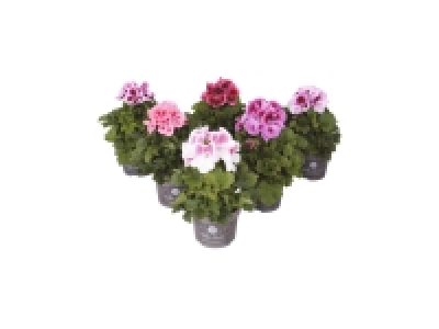 Lidl  Regal Pelargonium