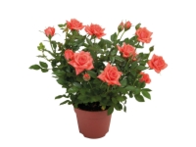 Mini Rose 2.99 €