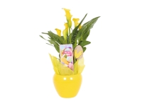 Lidl  Easter Calla Lily in Round Ceramic