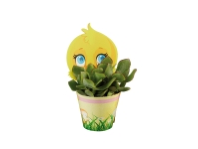 Bunny < Chick Succulents