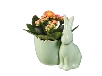Lidl  Easter Ceramic Bunny Plant