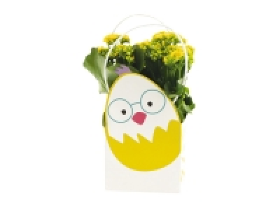 Lidl  Easter Flowering Bag