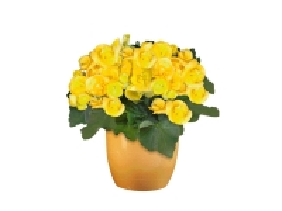 Lidl  Easter Flowering Plant