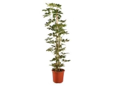 Lidl  Large Houseplants