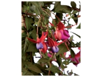 Lidl  Stem Fuchsia