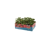 Lidl  6 Pack Strawberry Plant