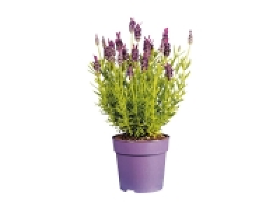 Lidl  French Lavender