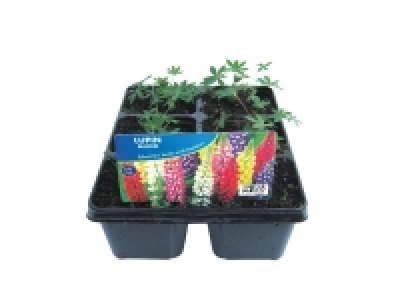 Jumbo Lupins