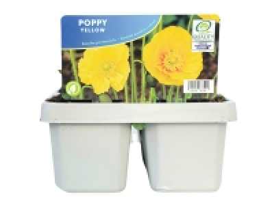 Jumbo 6 Pack Poppies Red < Yellow